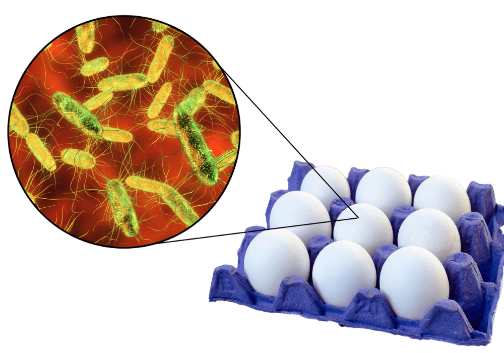Salmonella en los huevos, los peligros biológicos